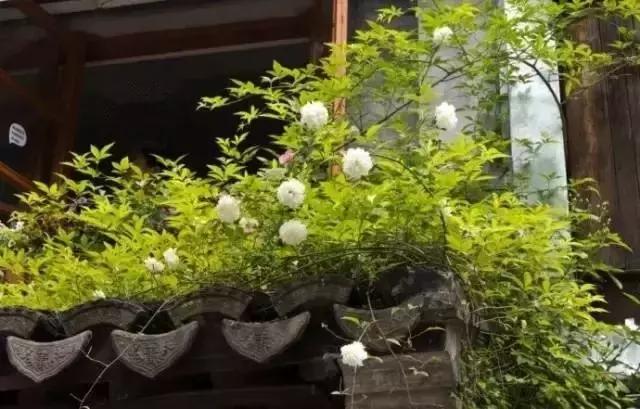 這樣的院子，只有中國人駕馭得了它！
